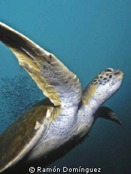 Green sea turtle, Sea of Cortéz. by Ramón Domínguez 